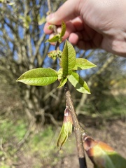 Prunus