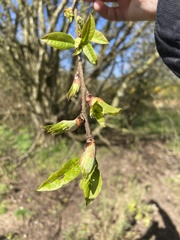 Prunus