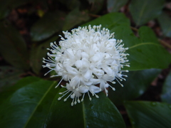 Phaleria octandra