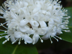 Phaleria octandra
