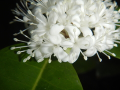 Phaleria octandra