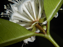 Phaleria octandra