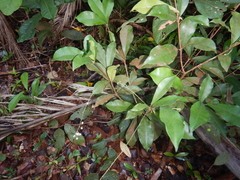 Codiaeum variegatum moluccanum