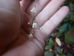 Codiaeum variegatum moluccanum