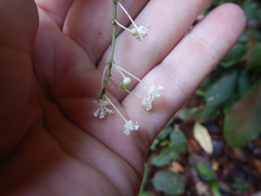 Codiaeum variegatum moluccanum