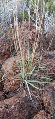 Cymbopogon marginatus