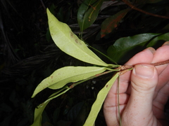 Codiaeum variegatum moluccanum