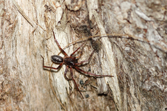 Battalus adamparsonsi