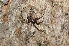 Battalus adamparsonsi