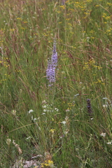 Veronica linariifolia