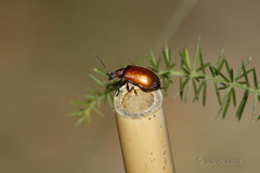 Ecnolagria rufescens