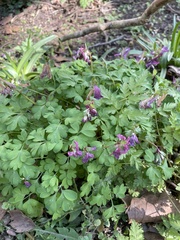 Corydalis solida