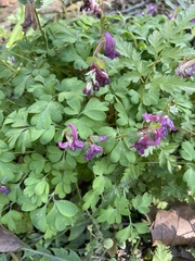 Corydalis solida