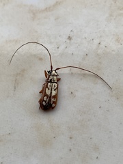 Olenecamptus albidus