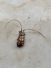 Olenecamptus albidus