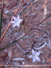 Wahlenbergia polyantha