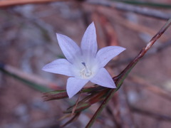 Wahlenbergia polyantha