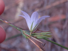 Wahlenbergia polyantha