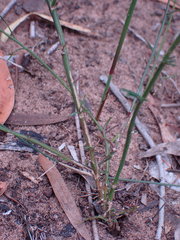 Wahlenbergia polyantha