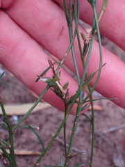 Wahlenbergia polyantha