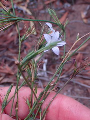 Wahlenbergia polyantha