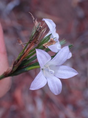 Wahlenbergia polyantha