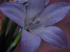 Wahlenbergia polyantha