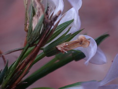 Wahlenbergia polyantha