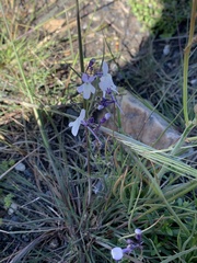 Linaria nigricans