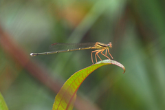 Pseudocopera ciliata