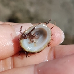Pilosabia trigona
