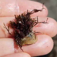 Pilosabia trigona