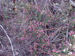 Erica dispar