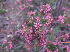 Erica dispar