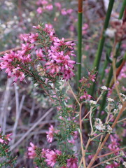 Erica dispar