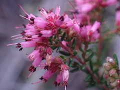 Erica dispar