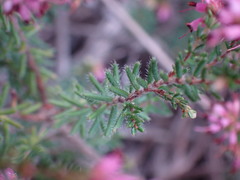 Erica dispar