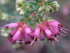 Erica dispar