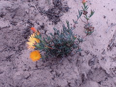 Lampranthus fergusoniae
