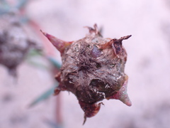 Lampranthus fergusoniae