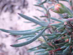 Lampranthus fergusoniae