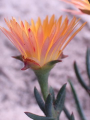 Lampranthus fergusoniae