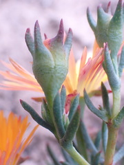 Lampranthus fergusoniae