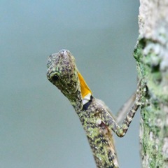 Draco quinquefasciatus
