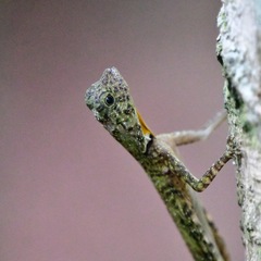 Draco quinquefasciatus