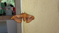 Goodia kuntzei