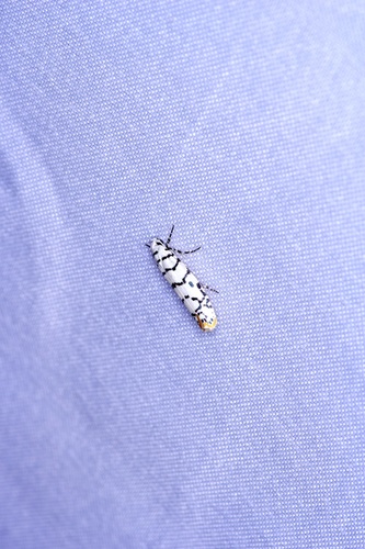 Ladder-backed Ethmia Moth photo 3