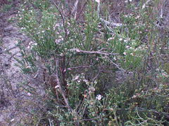 Euchaetis albertiniana