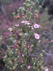 Euchaetis albertiniana