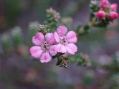 Euchaetis albertiniana